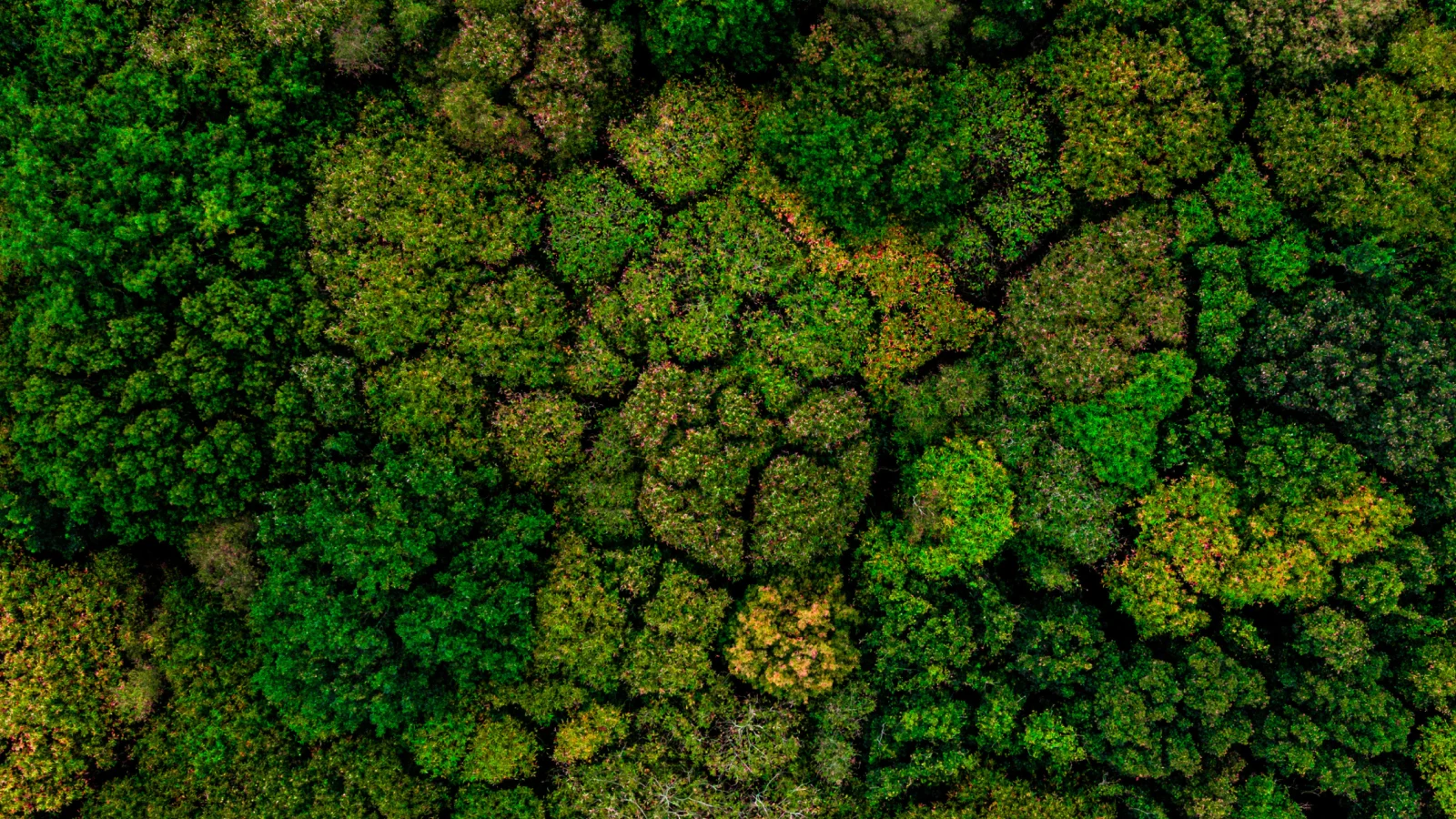 Next-Gen Wealth - Full report - Image Aerial view of dense green forest canopy with varied shades of foliage.