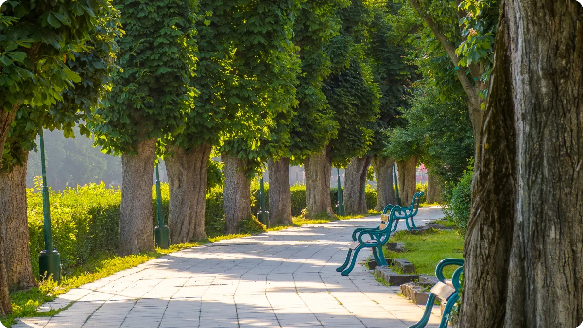 A sunlit tree-lined pathway in a peaceful park, bordered by lush green foliage and a row of benches, creating a calm and inviting scene that symbolizes thoughtful planning, progress, and long-term growth.