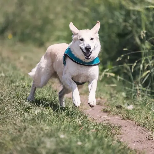 White Dog With Teal Collar Running Outside