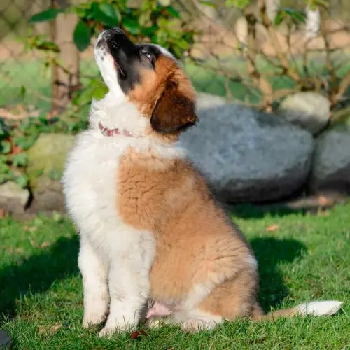 Puppy 