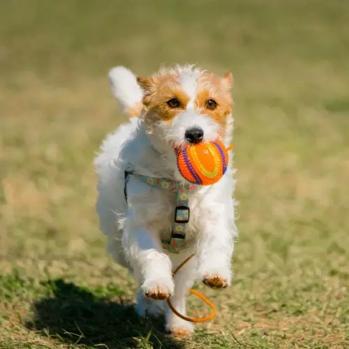 Dog Playing with Ball
