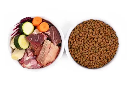Kibble and raw dog food