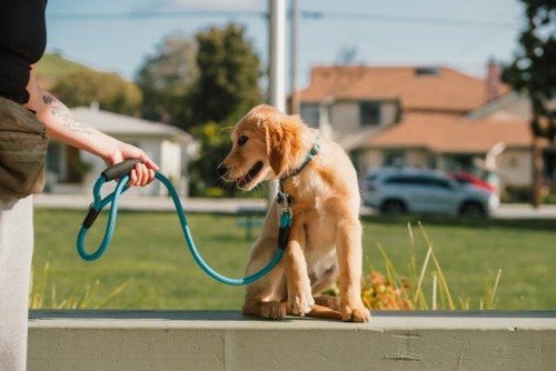 Golden puppy on leash