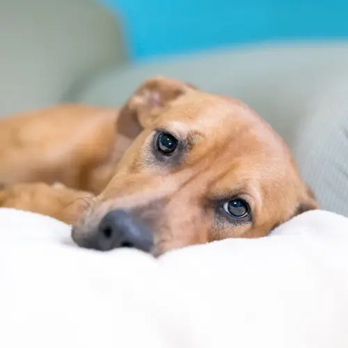 Sick Dog
