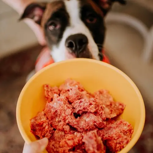 BARF Diet