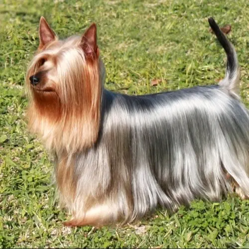 Yorkie