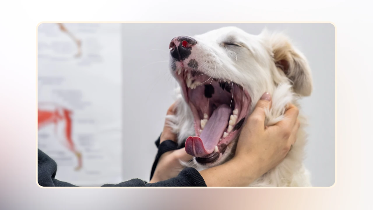 How a Raw Diet Is Better for Dog Dental Care v2