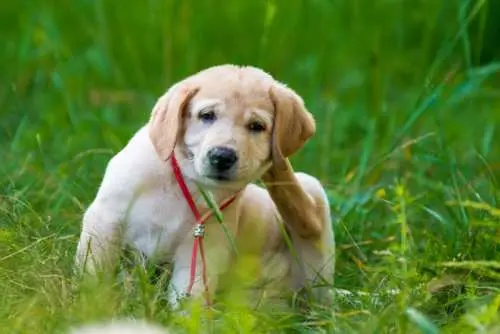 Dog Allergies