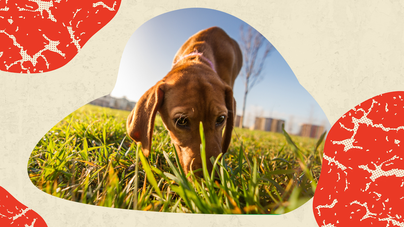 Dog Sniffing Grass