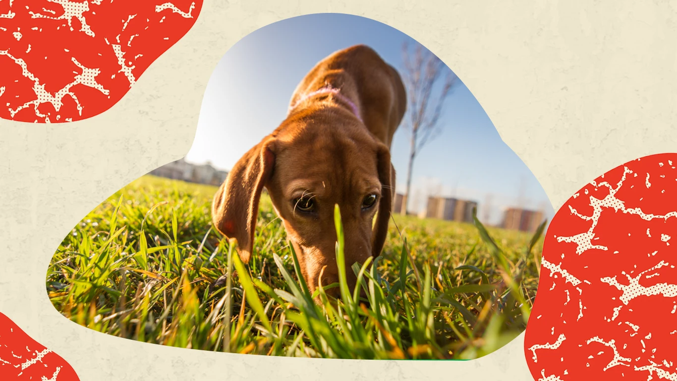 Dog Sniffing Grass