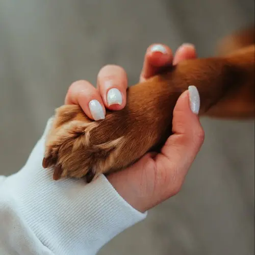 Paw