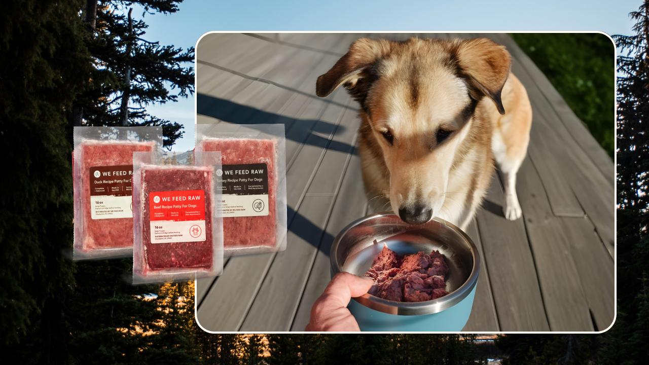 Guide to Feeding Dogs Raw Food