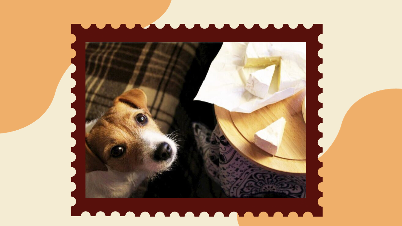 Can Dogs Eat Cheese 2