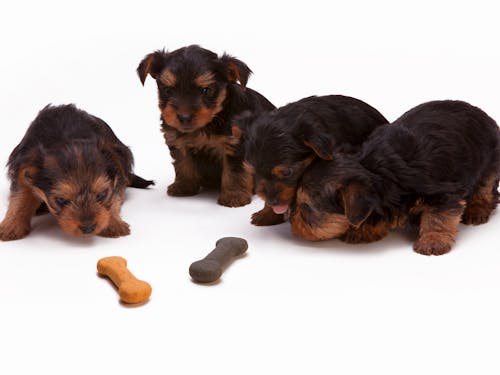 Yorkie puppies