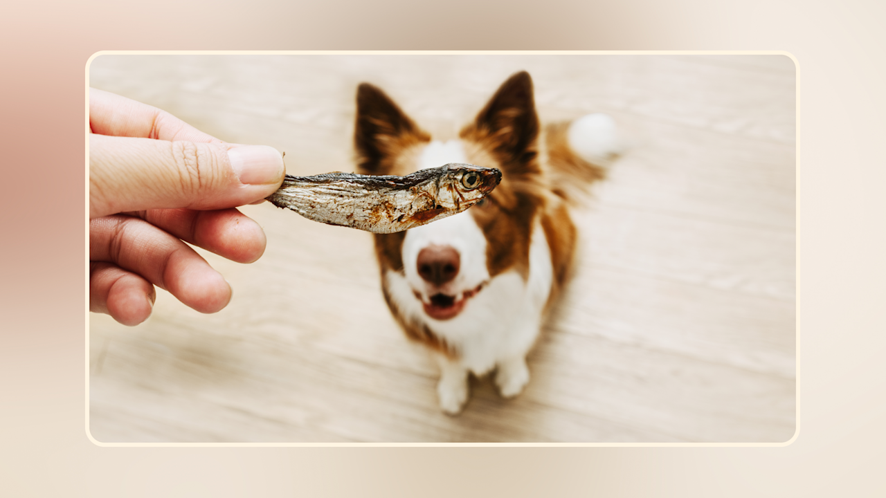 Hero Can Dogs Eat Sardines v2