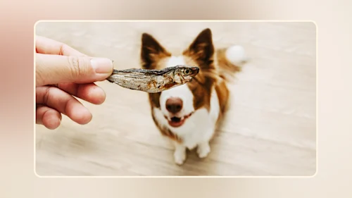 Hero Can Dogs Eat Sardines v2