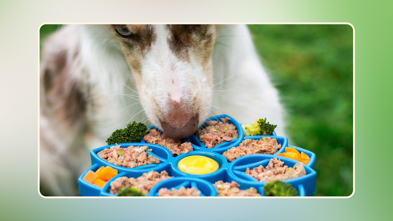 Hero Healthy Dog Foods Guide Why Raw Diets Lead the Pack v1
