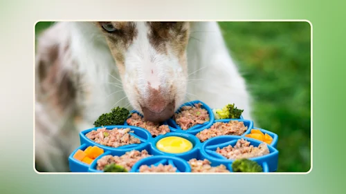 Hero Healthy Dog Foods Guide Why Raw Diets Lead the Pack v1