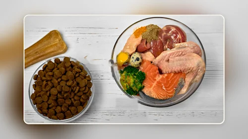is-raw-dog-food-safe-banner-1280x720