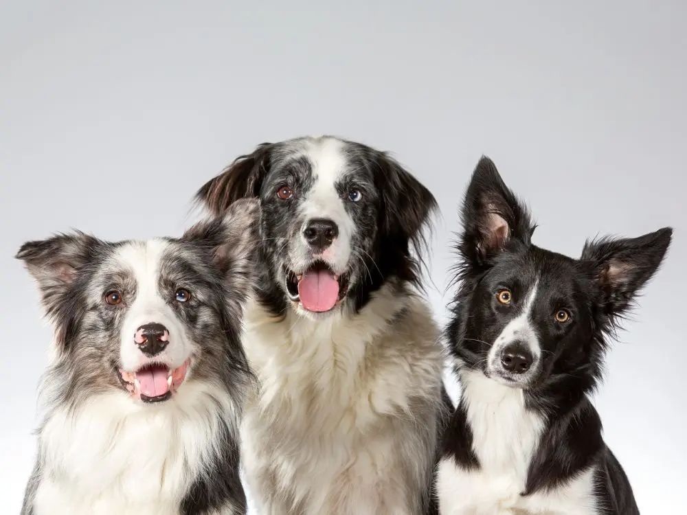 Group of happy dogs
