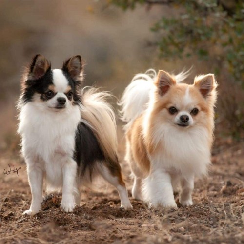 Small Breed Diet Find the Best Dog Food for Small Dogs