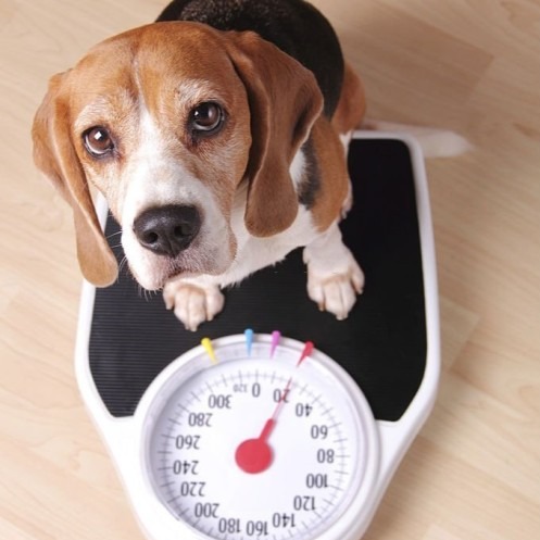 Dog's Weight