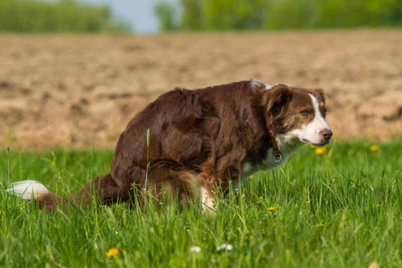 Brown dog pooping in tall grass