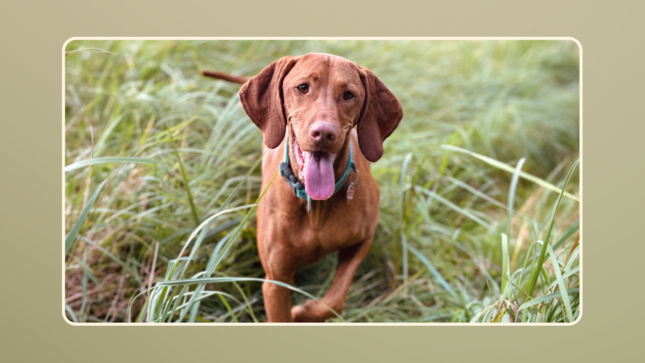 Hero Budget-Pros and Cons of Freeze-Dried Raw Dog Food v3