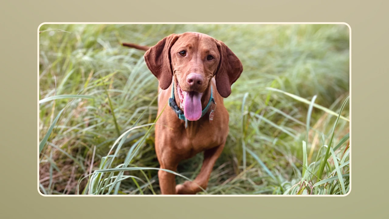 Hero Budget-Pros and Cons of Freeze-Dried Raw Dog Food v3