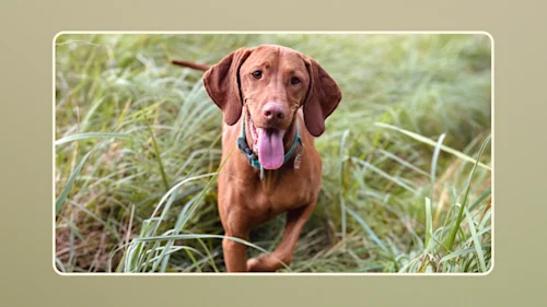 Hero Budget-Pros and Cons of Freeze-Dried Raw Dog Food v3