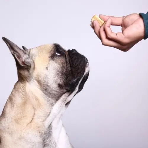 Food Allergies and Food Sensitivities