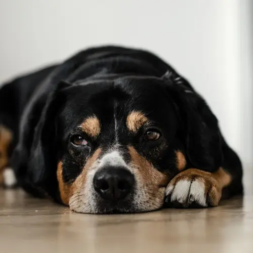 Sick Dog
