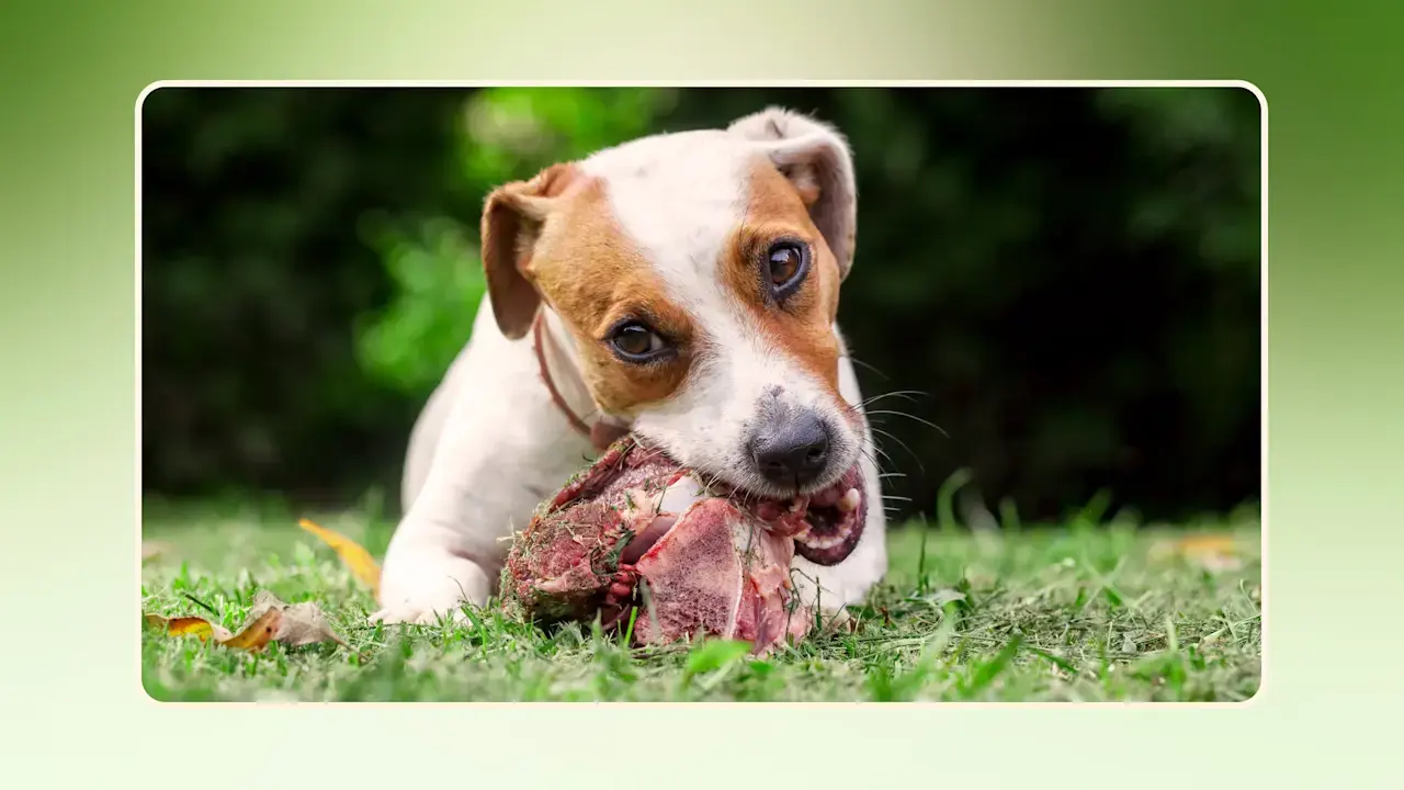 Hero Can dogs eat raw meat v4