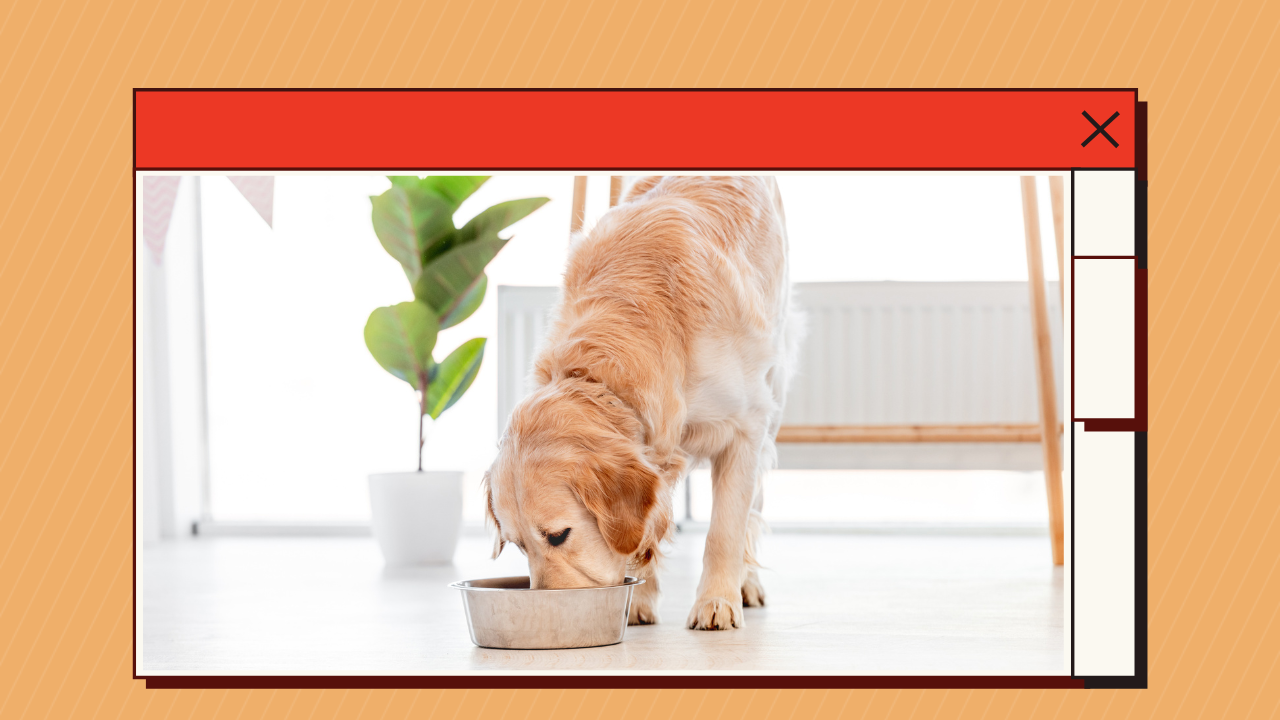 How to Find the Best Raw Dog Food (1)