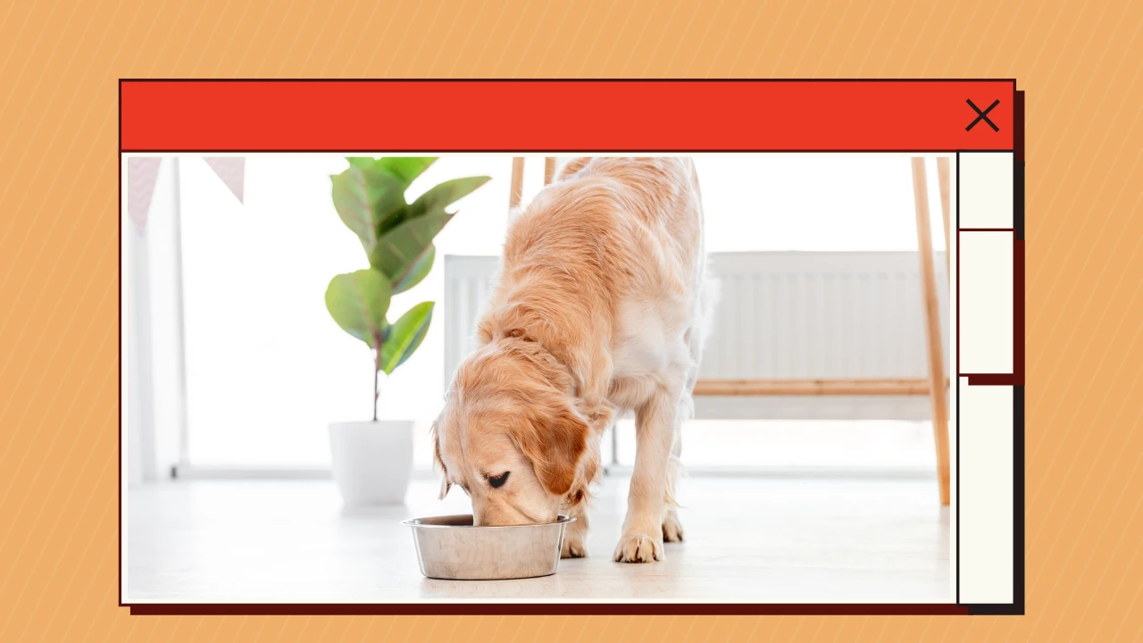 How to Find the Best Raw Dog Food (1)
