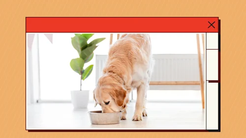 How to Find the Best Raw Dog Food (1)