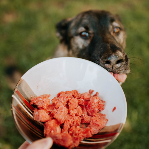 Mixing raw and hotsell cooked food for dogs