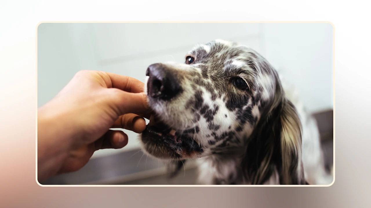 Hero Can Dogs Eat Garlic Safely v2