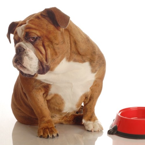 English bulldog raw store diet