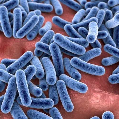 Gut Microbiome