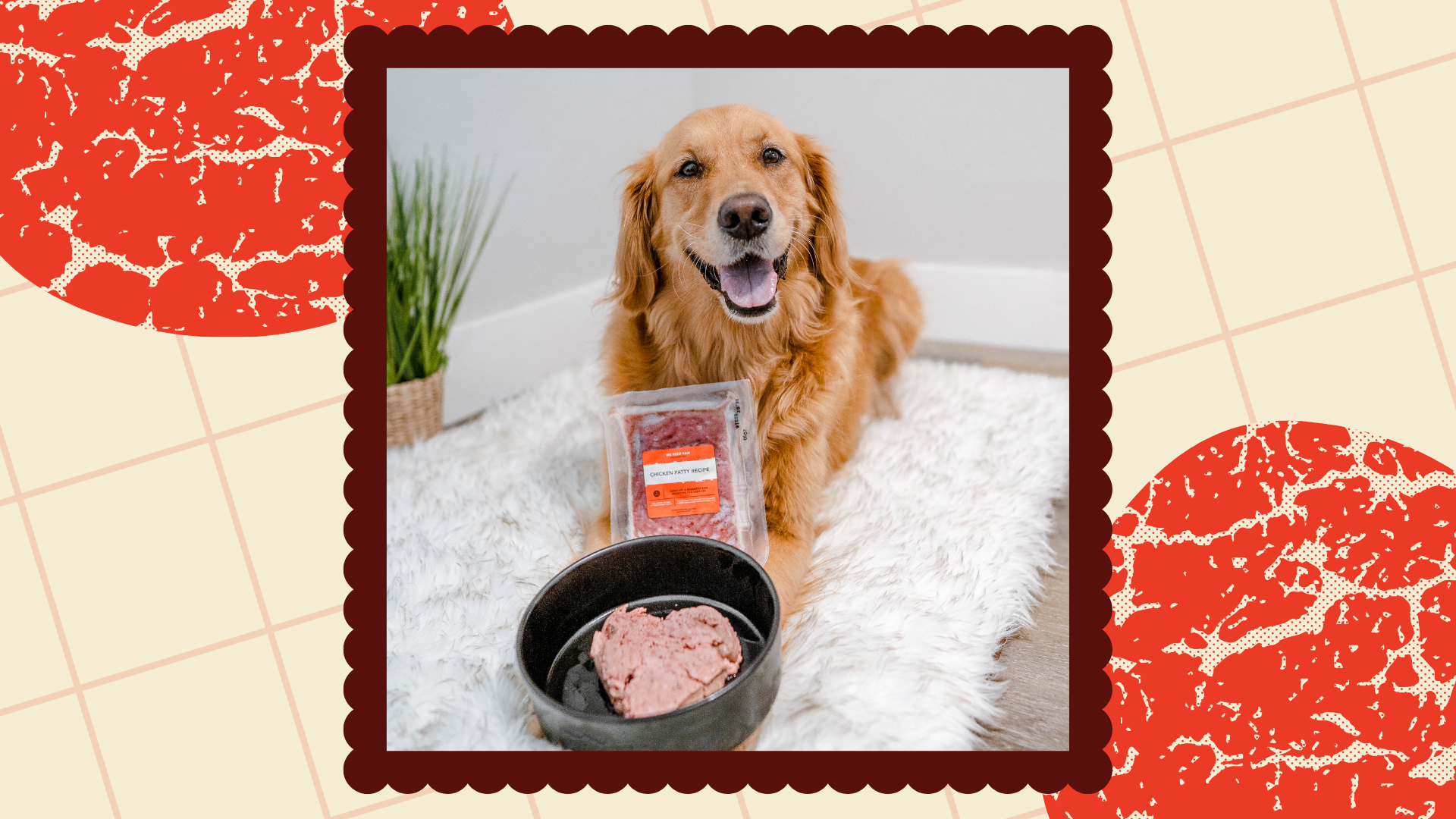 Best Raw Dog Food