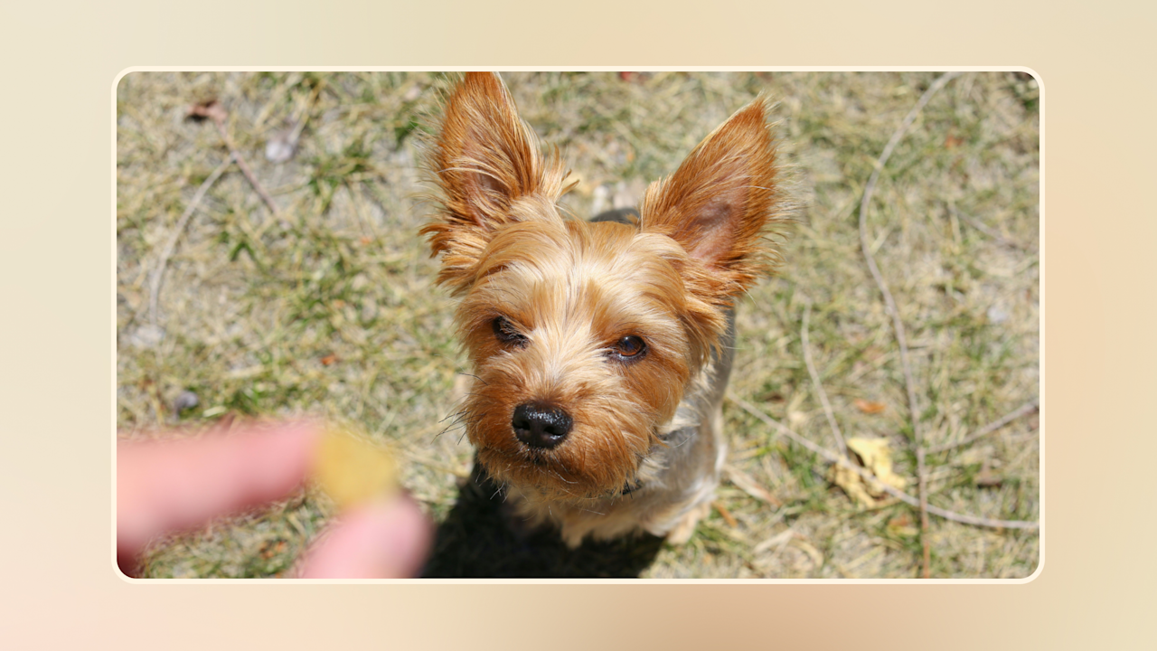 Hero Discover Nutritious & Healthy Snacks for Dogs Today v2