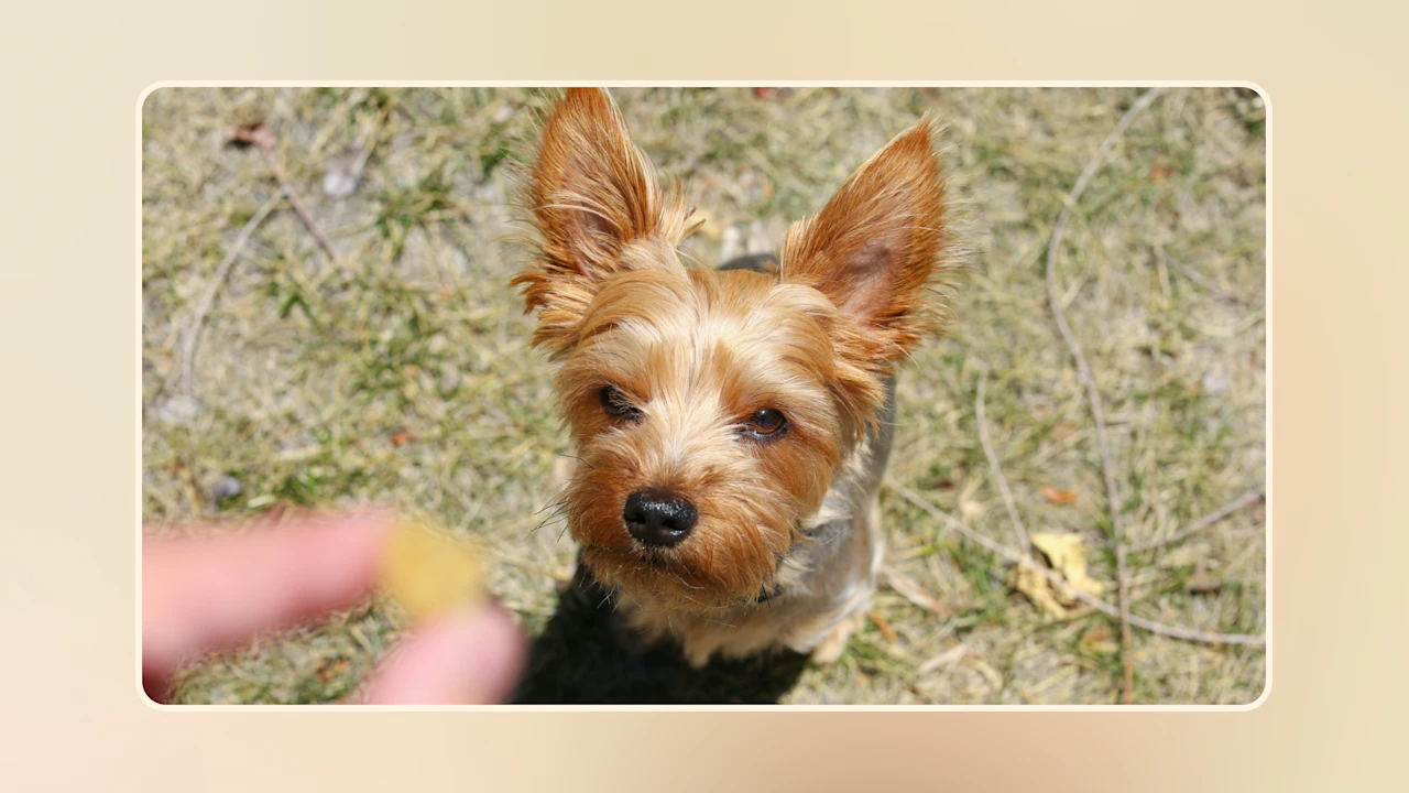 Hero Discover Nutritious & Healthy Snacks for Dogs Today v2