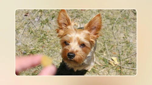 Hero Discover Nutritious & Healthy Snacks for Dogs Today v2
