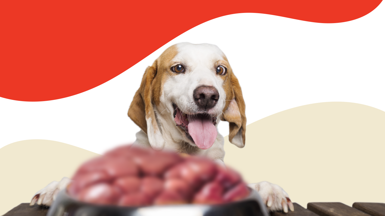 The Nutritional Powerhouse of Organ Meat for Dogs