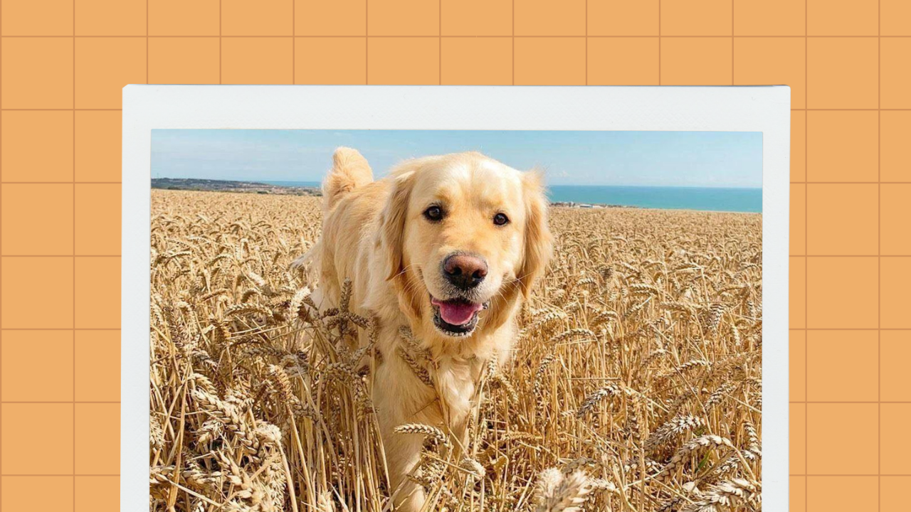 Grain Free