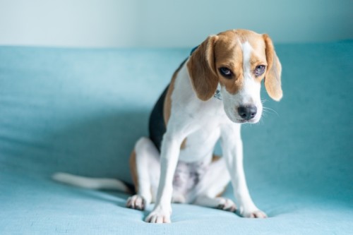 Beagle with stressed body language