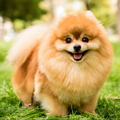 Pomeranian