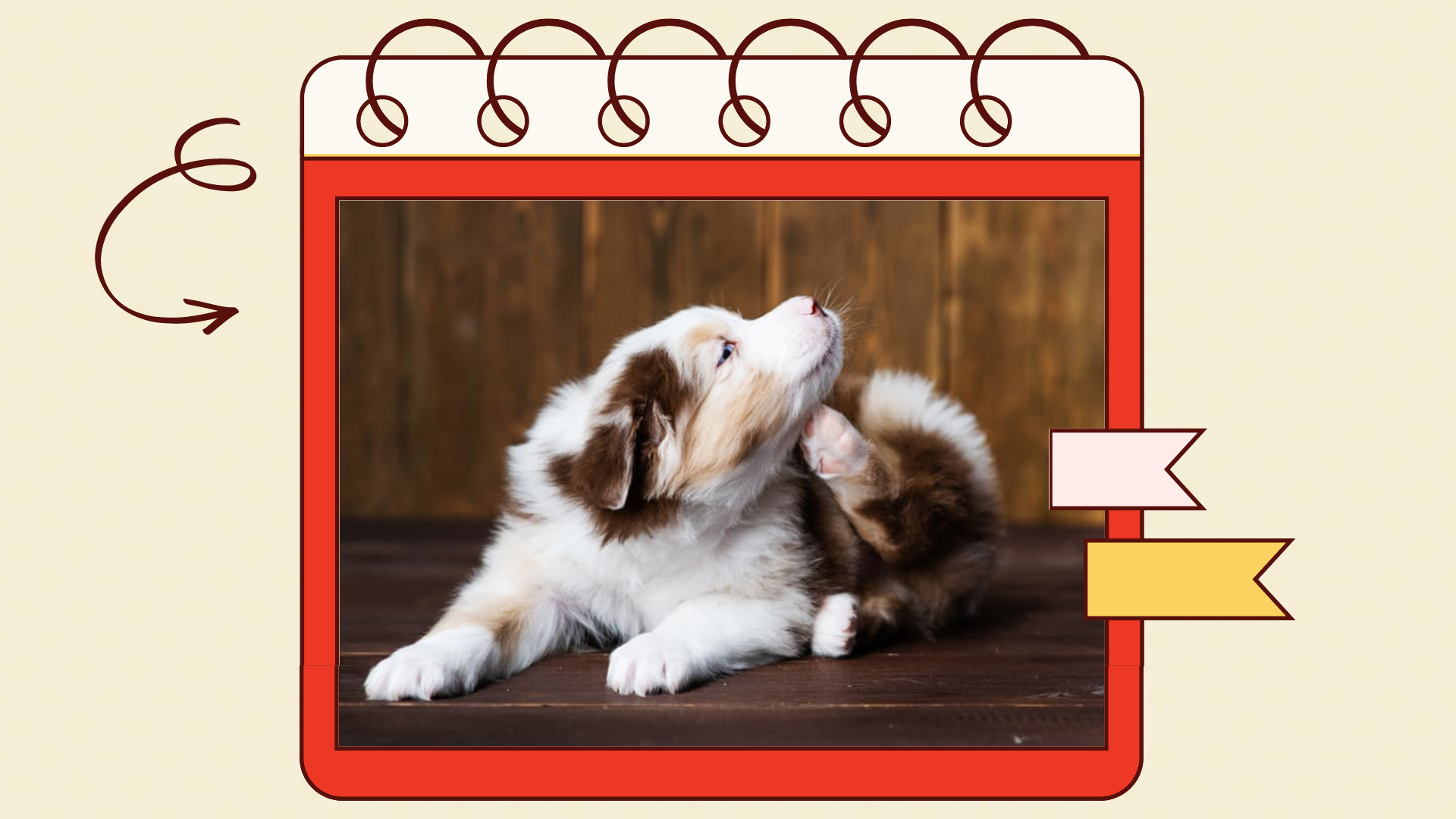 Australian shepherd hot clearance spots