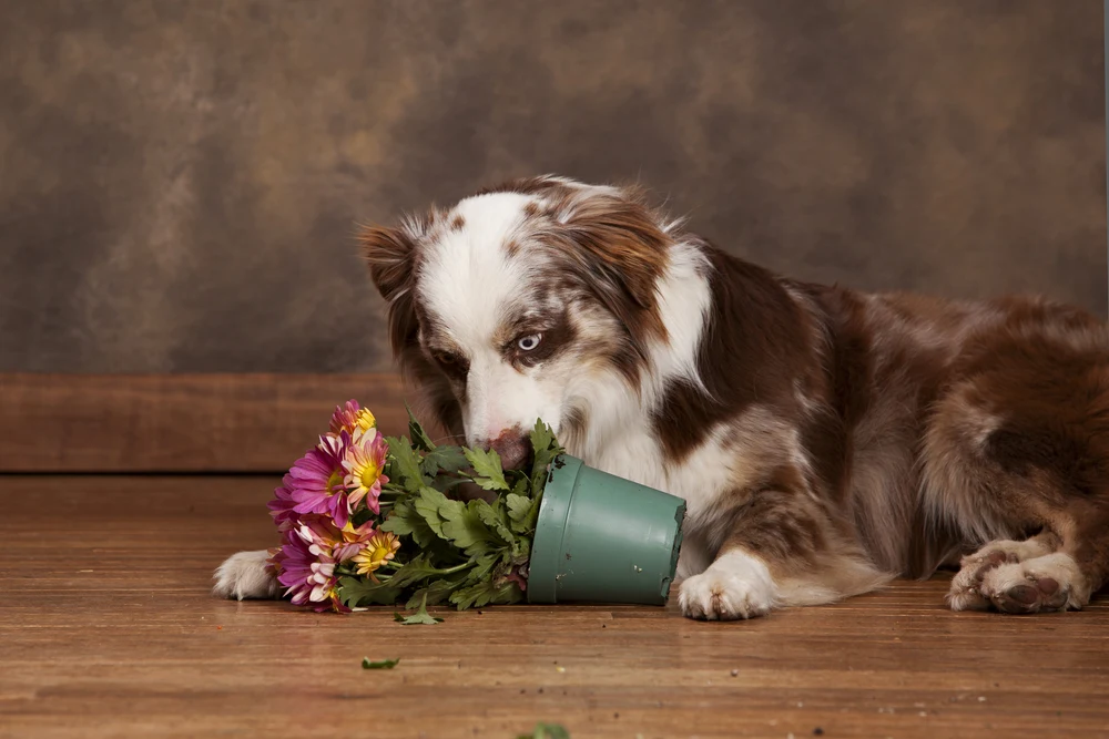 Dog sniffing knocked over flowering plant